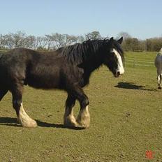 Irish Cob Troldhøjgaards Victor