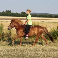 Islænder Sigyn fra Madumsø
