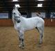 Hannoveraner Shadowfax