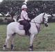 New Forest Life Energi Anis (solgt)