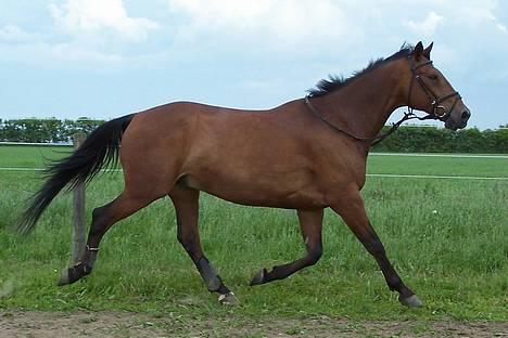 Anden særlig race Kandy - Kandy traver på ridebanen billede 3