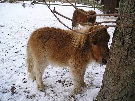 Shetlænder Stjernens MiniChristopher - Her prøver han at lege gemmeleg:) billede 2