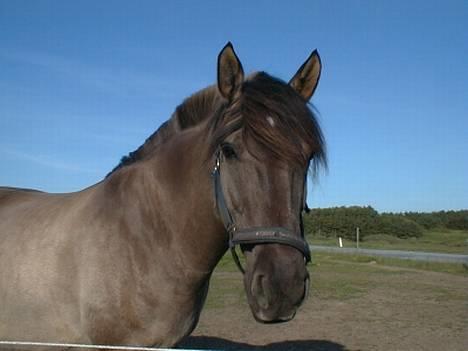 Anden særlig race Hannibal Aflivet 13/6 06 - Hannibal ude på marken i sommeren 2003. Er han ikke dejlig.....=) billede 1