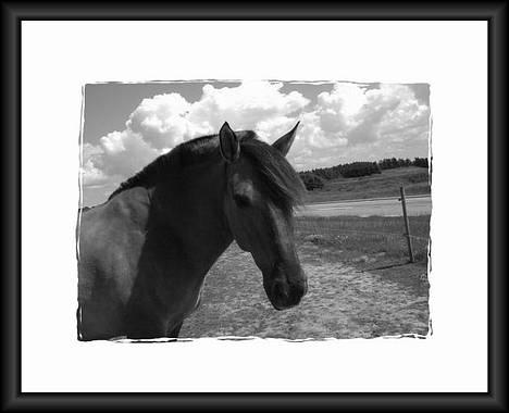 Anden særlig race Hannibal Aflivet 13/6 06 - Her er et billede af Hannibal, det har jeg selv lavet......:-) billede 2