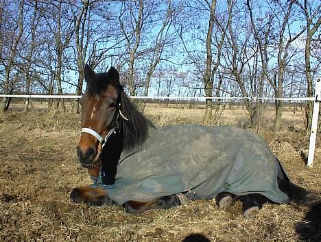 Anden særlig race Trisse (Patricia) R.I.P  - Trisse får sig lige en lille lur i solen... billede 9