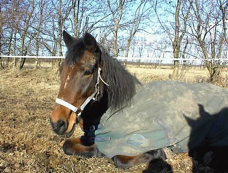 Anden særlig race Trisse (Patricia) R.I.P  - Er hun ikke dejlig... billede 10