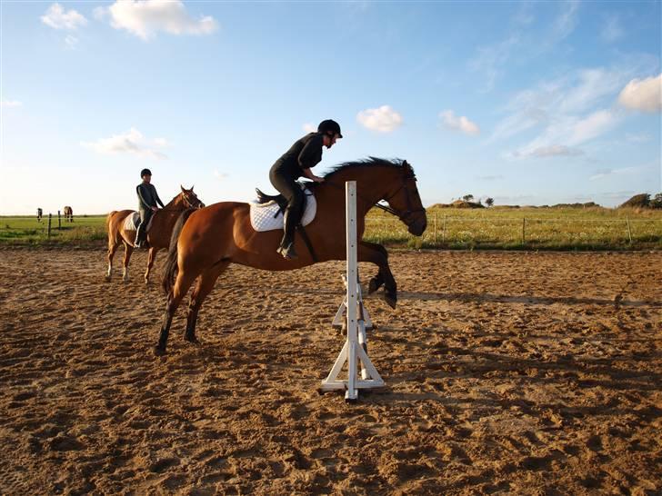 Dansk Varmblod tiffani billede 5