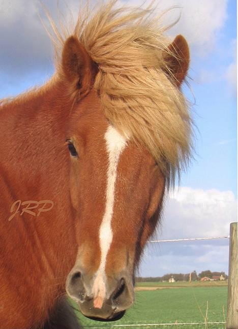 Islænder Vægir Fra Lønne - Vægir den dejlige dreng! Store næsebor, puha det er hårdt! billede 1