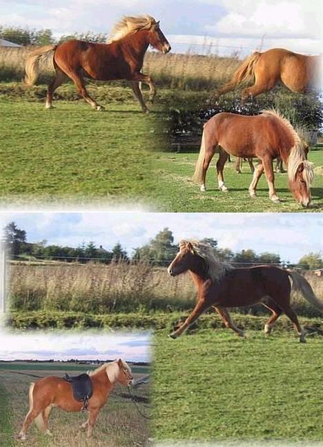 Islænder Vægir Fra Lønne - Vægir i galop, trav, med udstyr og spisning :o) billede 2