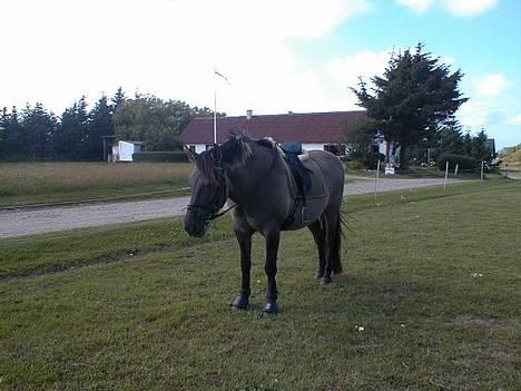 Anden særlig race Hannibal Aflivet 13/6 06 - Hannibal efter den daglige træning, godt træt...... :-) billede 4