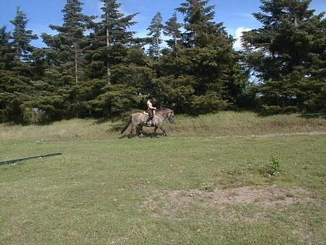 Anden særlig race Hannibal Aflivet 13/6 06 - Her vi så i gang med vores træning..... Han var bare såå sød.......:-) billede 7