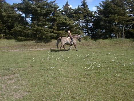 Anden særlig race Hannibal Aflivet 13/6 06 - Hannibal og mig. Vi er lige på vej ud af en volte.....:-) billede 8