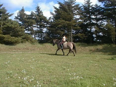 Anden særlig race Hannibal Aflivet 13/6 06 - Frisk trav.....:-) Han var bare dejlig at ride...... Her går han måske ikke helt så godt, men det er også vores "dårlige " volte.... billede 9