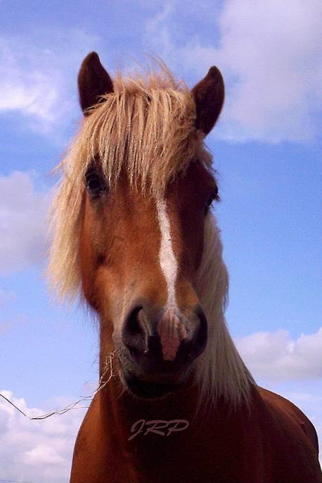 Islænder Vægir Fra Lønne - Vægir igen igen... billede 4