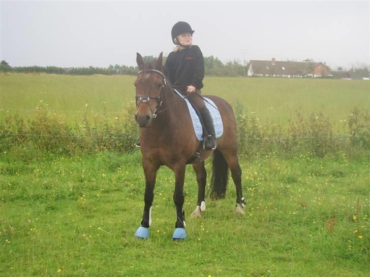 New Forest Red knigth billede 1