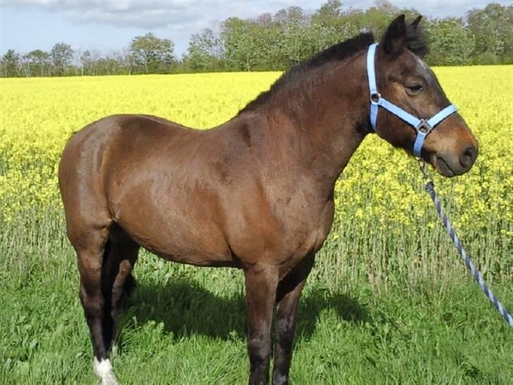 New Forest Red knigth - knight over stok og sten billede 2