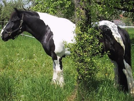 Tinker Tinkala billede 1