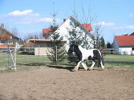 Tinker Tinkala billede 2