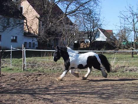 Tinker Tinkala billede 3