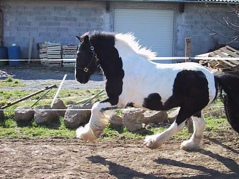 Tinker Tinkala billede 4