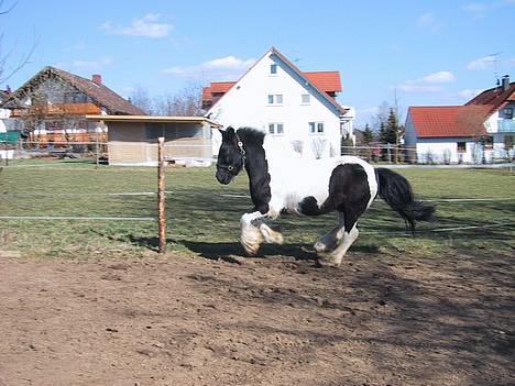 Tinker Tinkala billede 5