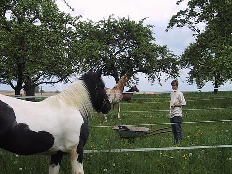 Tinker Tinkala billede 9