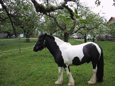 Tinker Tinkala billede 6