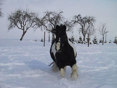 Tinker Tinkala billede 7