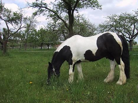 Tinker Tinkala billede 8