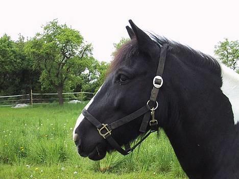 Tinker Tinkala billede 10