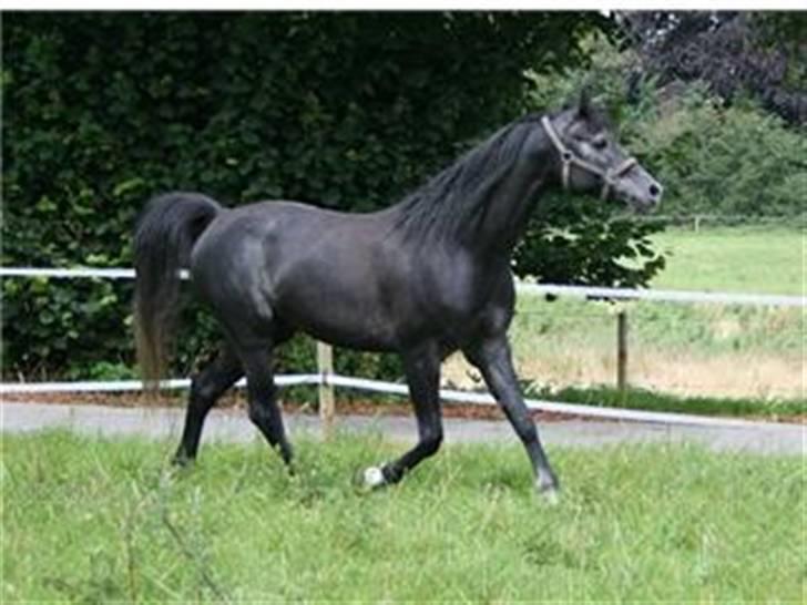 Arabisk fuldblod (OX) Aswad al walad ox 3807 - Aswad sommeren 07 billede 3