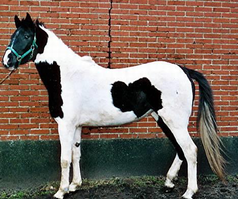 Pinto ninja - skønheden dec.2003 billede 1