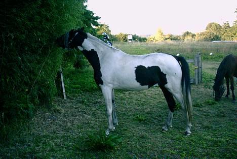 Pinto ninja - fra i sommers hun får lige guffet noget bambus billede 2