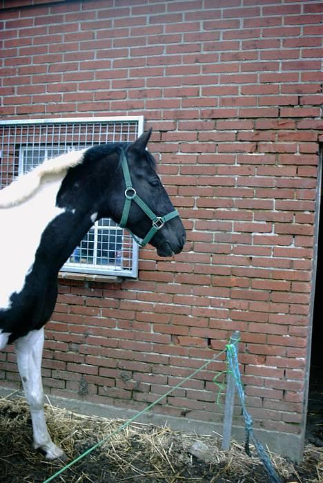 Pinto ninja - kommer der mon noget mad nu????? billede 3