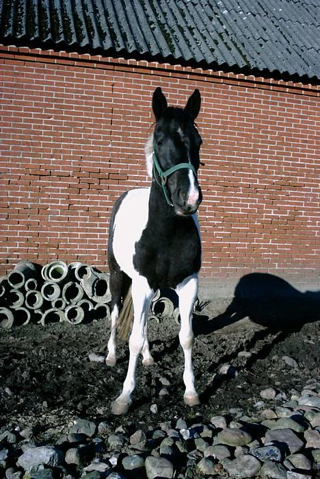 Pinto ninja - hun er altså ikke helt så skæv benet i virkligheden billede 4