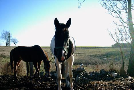 Pinto ninja - er hun ikke cute??? billede 5