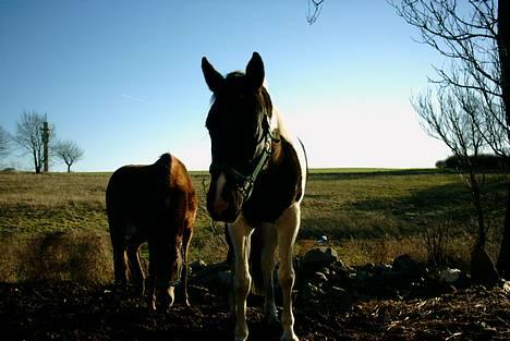 Pinto ninja billede 6