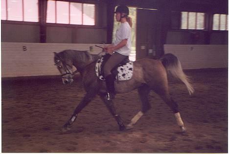 Sportsaraber (A) T.A. Madir - Min lille dressur-pony/hest. jeg ved godt han går en smule for dybt... det er skide træls da det ellers blev et godt billede ;) billede 5