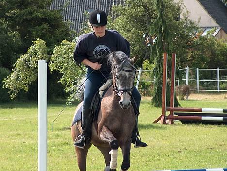 Sportsaraber (A) T.A. Madir - Nu er han jo en dressurhest - men et lille spring kan gå an! billede 6