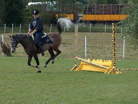 Sportsaraber (A) T.A. Madir - Det er jo det jeg siger - HAN ER EN DRESSURHEST :) billede 8