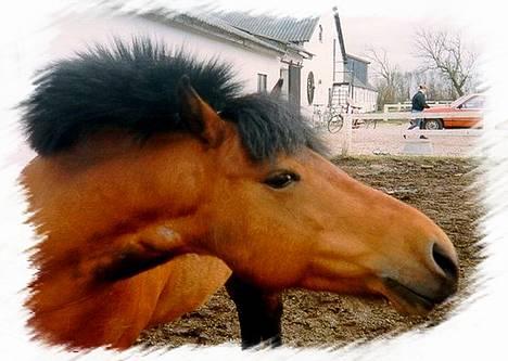 Gotlandsruss Daisy *RIP* :´o( - min gamle dejlige ponz billede 3