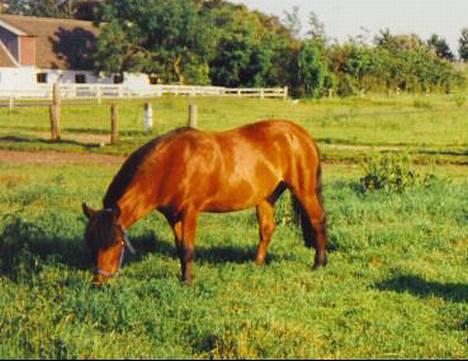 Gotlandsruss Daisy *RIP* :´o( - sommer 95 billede 4