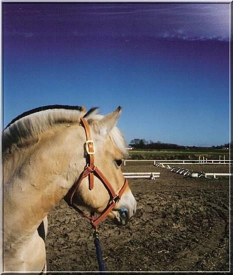 Fjordhest MUNKHAVENS CILLA billede 1