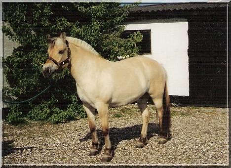 Fjordhest MUNKHAVENS CILLA billede 2