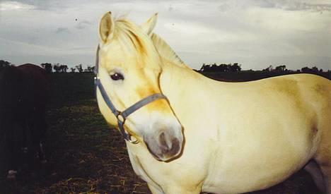 Fjordhest MUNKHAVENS CILLA - lille cilla....den lille dejlige guldklump billede 4