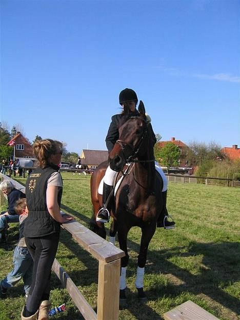 Fuldblod (XX) Dark Amigo (aflivet) - Får lige nogle råd af en god  billede 2