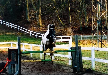 Pinto ninja - weeeehh det er sjovt det her billede 7