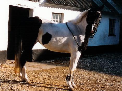 Pinto ninja - så er vi klar til en lille skovtur... billede 8