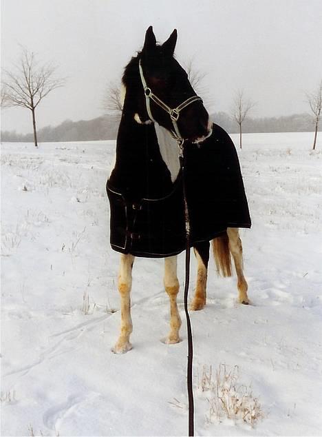 Pinto ninja - ninja i sneen  billede 9