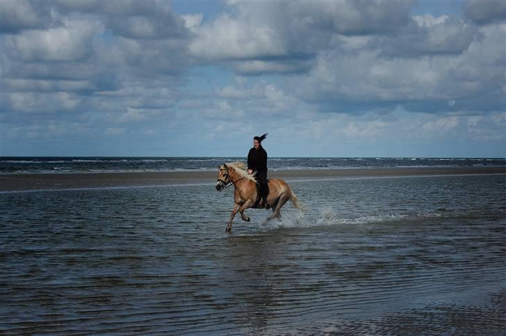 Haflinger Eizhia - velkommen til eizhia´s profil billede 1
